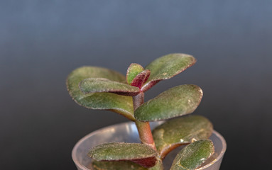 Plamp and juicy leaves of a small sprout Crassula ovata (Russian name Money Tree), before planting in the ground.