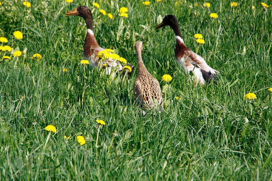 Running duck, Duck, Water bird, Vigilant, Burghaun, Hesse, Germany, Europe