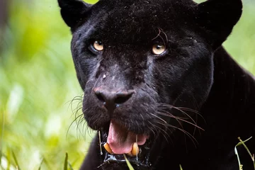 Tuinposter Zwarte Jaguar / Zwarte Panter / Zwarte Panter / Jaguar (Panthera onca) © Lucas