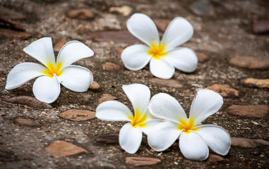 Fototapeta na wymiar Plumeria flowers placed on a cement concrete floor