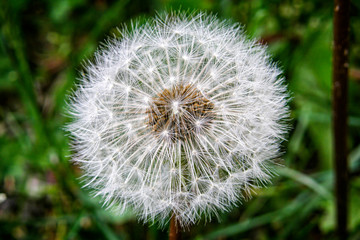 Close-up of a dandelion flower