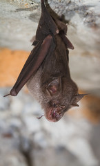 Least Horseshoe Bat, Rhinolophus pusillus.