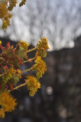 branch of willow