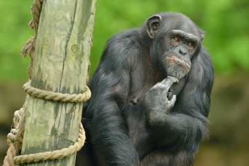 Captive chimpanzee with curious expression (Pan trodglodytes) portrait