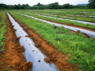 Mulching Film. Plastic mulching.