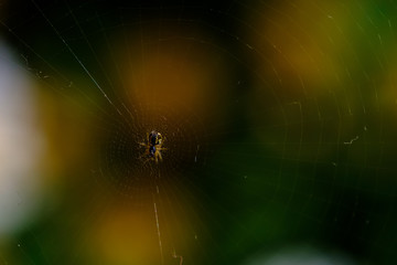 A spider in the center of its web.