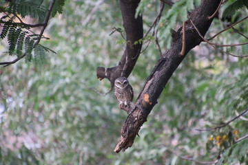 squirrel on tree