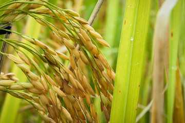 Rice grains obtained from the cultivation of organic rice in Asia.