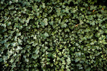 Green wall with leaves, ecological background, wallpaper.