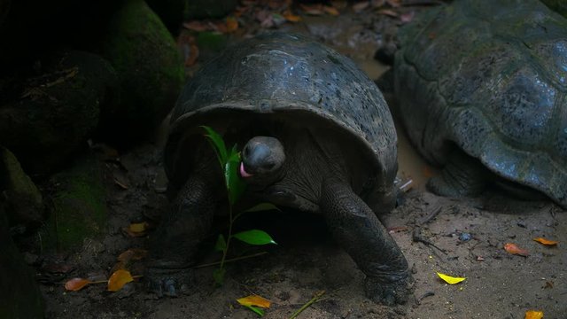 Aldabra giant tortoise browsing leaves Mahe Island Seychelles.