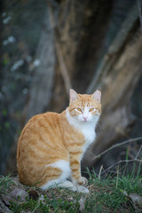 Naklejka na ściany i meble Yellow tabby cat in an outdoor park surrounded by bush