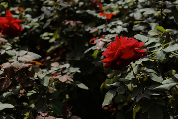 Fototapeta na wymiar red rose
