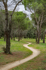 Curved path surrounded by trees