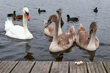 White swan is eating the bread