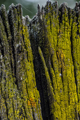 Texture of old woods of pine trees with effect of broken moss and cobwebs