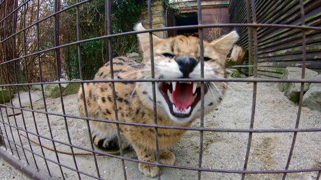 Angry serval (Leptailurus Serval) scaring off visitors in zoo