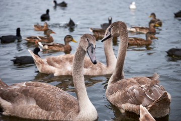 Obraz premium White swan chicks