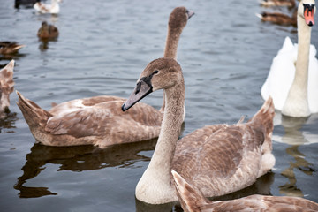 White swan chicks