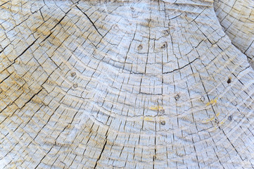 Texture of old woods of pine trees with circular effect