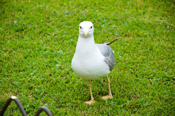 Summer, a small gull standing. Close up view of white bird seagull on green grass. gull walk in italy park. beautiful and funny seagull on green grass