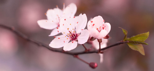 Cherry blossom blooming in spring, on a branch with green leaves