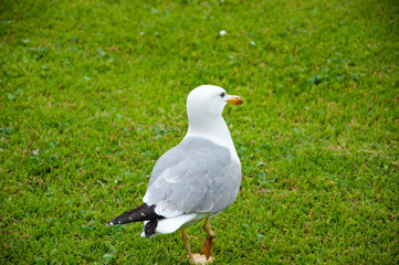 Seagull portrait against green grass. gull walk in italy park. beautiful and funny seagull on green grass. member of the gull family. Sea gull standing on green grass in park