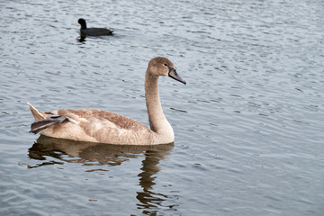 White swan chicks,swan portrait