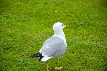 Seagull walks on green grass. gull walk in italy park. beautiful and funny seagull on green grass. The common gull. Sea gull on the grass. Inspiring with its beauty