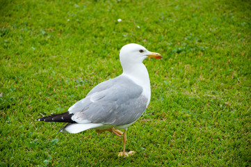Seagull in the UK on grass to entice worms to the surface for food. gull walk in italy park. beautiful and funny seagull on green grass. seagulls on green grass