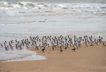 group of plovers along the beach
