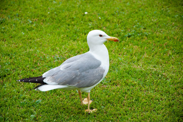 Close up view of white bird seagull on green grass. gull walk in italy park. beautiful and funny seagull on green grass. Summer, a small gull standing