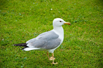 Wild seagull with natural green background. gull walk in italy park. beautiful and funny seagull on green grass. bird bonapartes gull on the grass outdoor