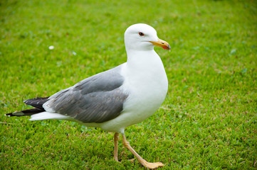gull walk in italy park. beautiful and funny seagull on green grass. member of the gull family. Sea gull standing on green grass in park. Seagull portrait against green grass