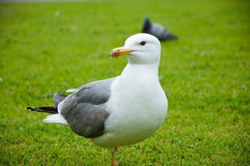 gull walk in italy park. beautiful and funny seagull on green grass. The common gull. Sea gull on the grass. Seagull walks on green grass