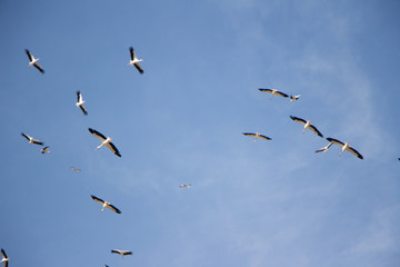 Many storks in a blue sky