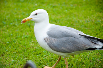 bird bonapartes gull on the grass outdoor. gull walk in italy park. beautiful and funny seagull on green grass. Wild seagull with natural green background