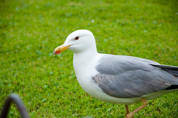 gull walk in italy park. beautiful and funny seagull on green grass. Gull bird was put on top of grass for feeding. Seagull portrait against green grass