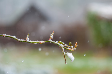 Snow on first young sprouts on rose sprig, early spring on unclear blured background