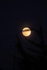 Fototapeta na wymiar full moon in night