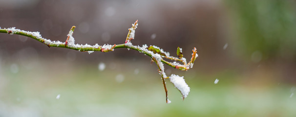 Snow on first young sprouts on rose sprig, early spring on unclear blured background