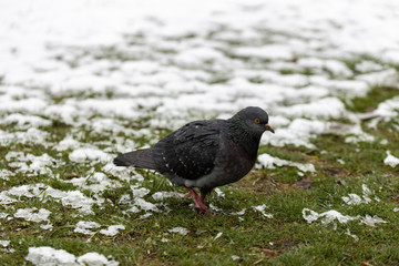 Dove on green grass covered in snow
