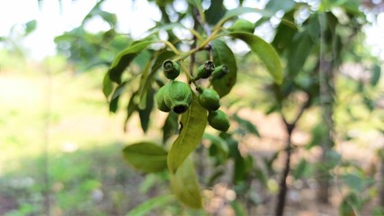 Bunch of Sandalwood Santalum Album Fruit and Leaves Early Summer Selectively Center Focused