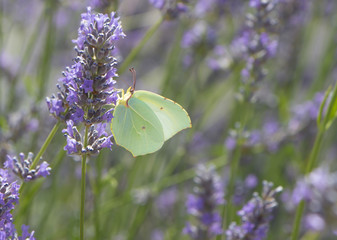 Lavender with a resting butterfly