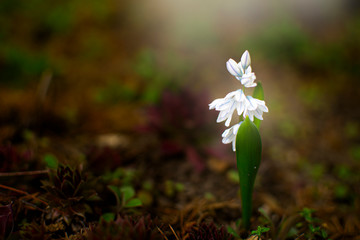 Pushkin - a genus of plants in the Asparagus family.
