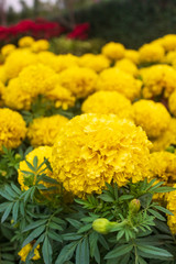 Marigold flower in the yellow garden