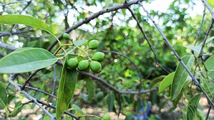 Fototapeta premium Five Sandalwood Santalum Album Fruit and Leaves Early Summer Selectively Center Focused