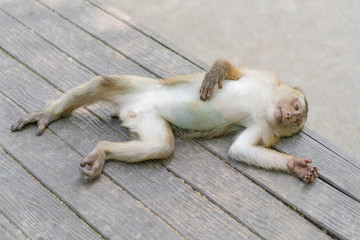 Crab-eating macaque, Thailand. Portrait of a monkey on a blurred background.