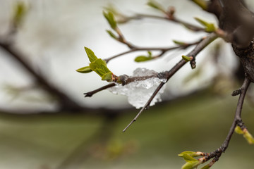 Snow is melting on a branch with young leaves.