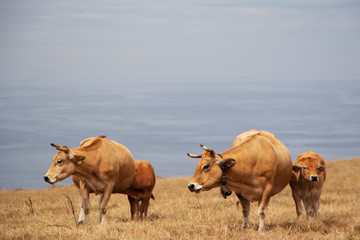 Group of cows on a cliff, sea bottom