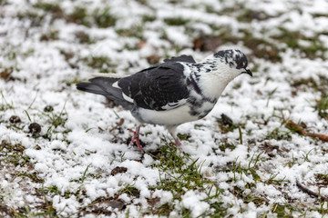 Dove on green grass covered in snow